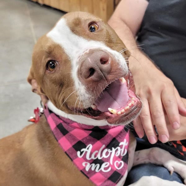 Eros, an adoptable Pit Bull Terrier in Cedar Rapids, IA, 52405 | Photo Image 3