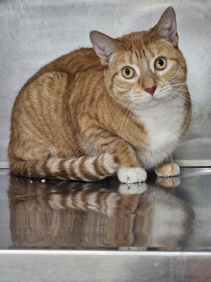 Nala (Sponsored), an adoptable Domestic Short Hair in Rhinelander, WI, 54501 | Photo Image 1