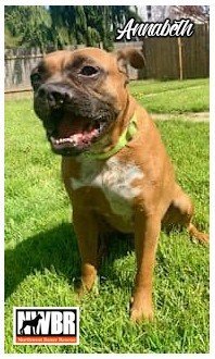 Annabeth 4 YO 45 Pounds Crate  Leash Trained Cat Friendly Fostered in Vancouver WA Hi Im Annabet