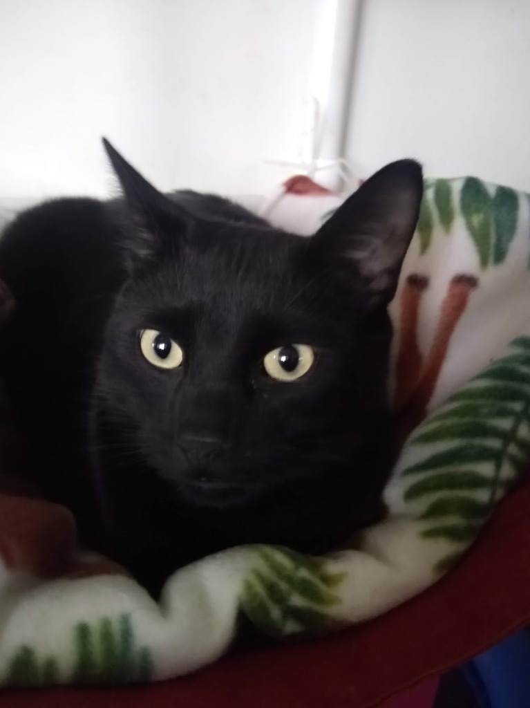 Zak
