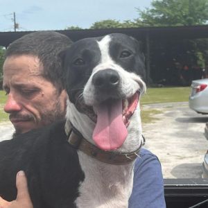 Issa, Adult Female Mixed Breed