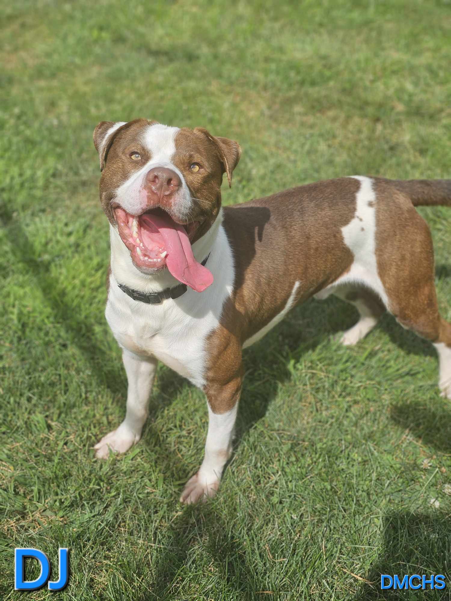 DJ, an adoptable Pit Bull Terrier, Hound in Burlington, IA, 52601 | Photo Image 1