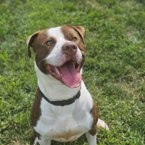 DJ, an adoptable Pit Bull Terrier, Hound in Burlington, IA, 52601 | Photo Image 2