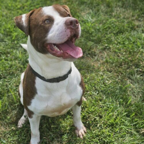 DJ, an adoptable Pit Bull Terrier, Hound in Burlington, IA, 52601 | Photo Image 3