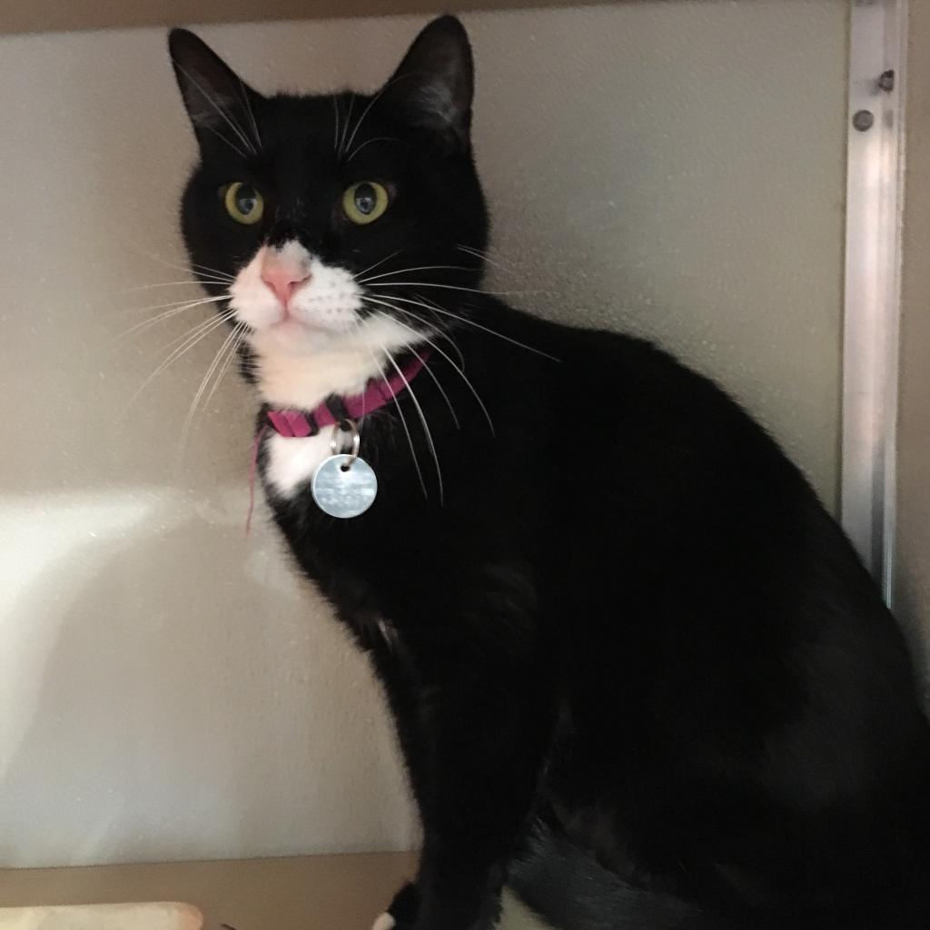 Rupaul, an adoptable Domestic Short Hair in Salt Lake City, UT, 84106 | Photo Image 1