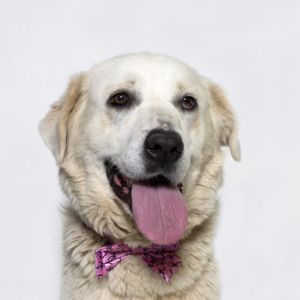 Meet Fiona a sweet Great Pyrenees Mix with a heart as gentle as her fluffy white coat Fiona may ap
