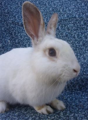 MR. PAISLEY Bunny Rabbit Rabbit