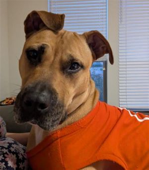 POLLY, Adult Female Staffordshire Bull Terrier