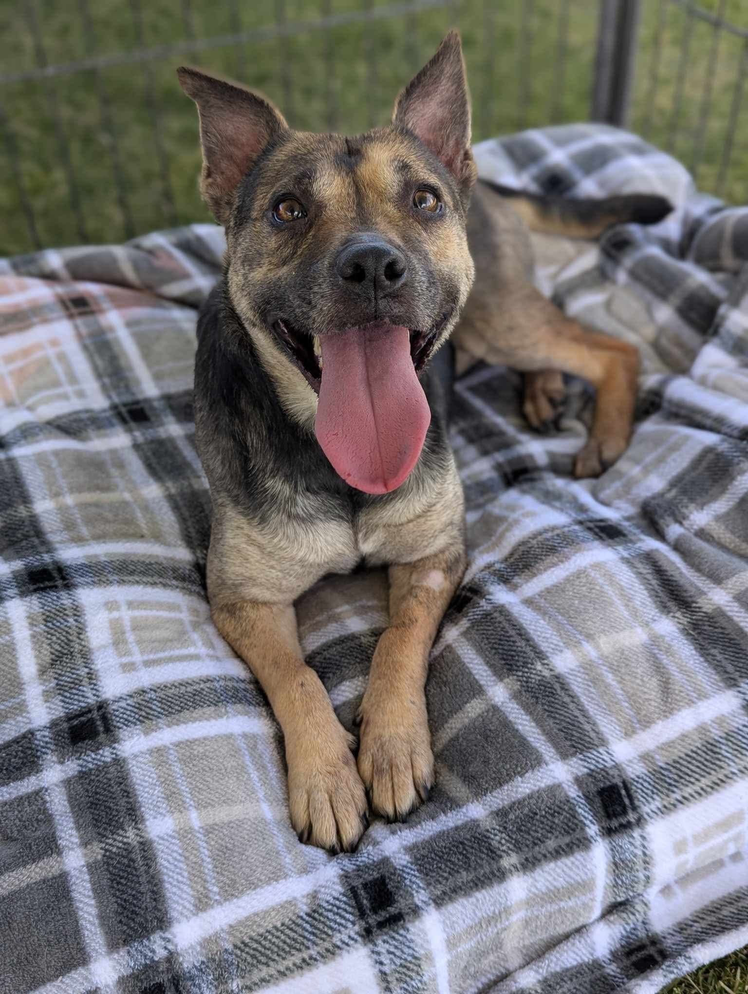 Cersi, an adoptable Pit Bull Terrier, Shepherd in El Centro, CA, 92243 | Photo Image 1