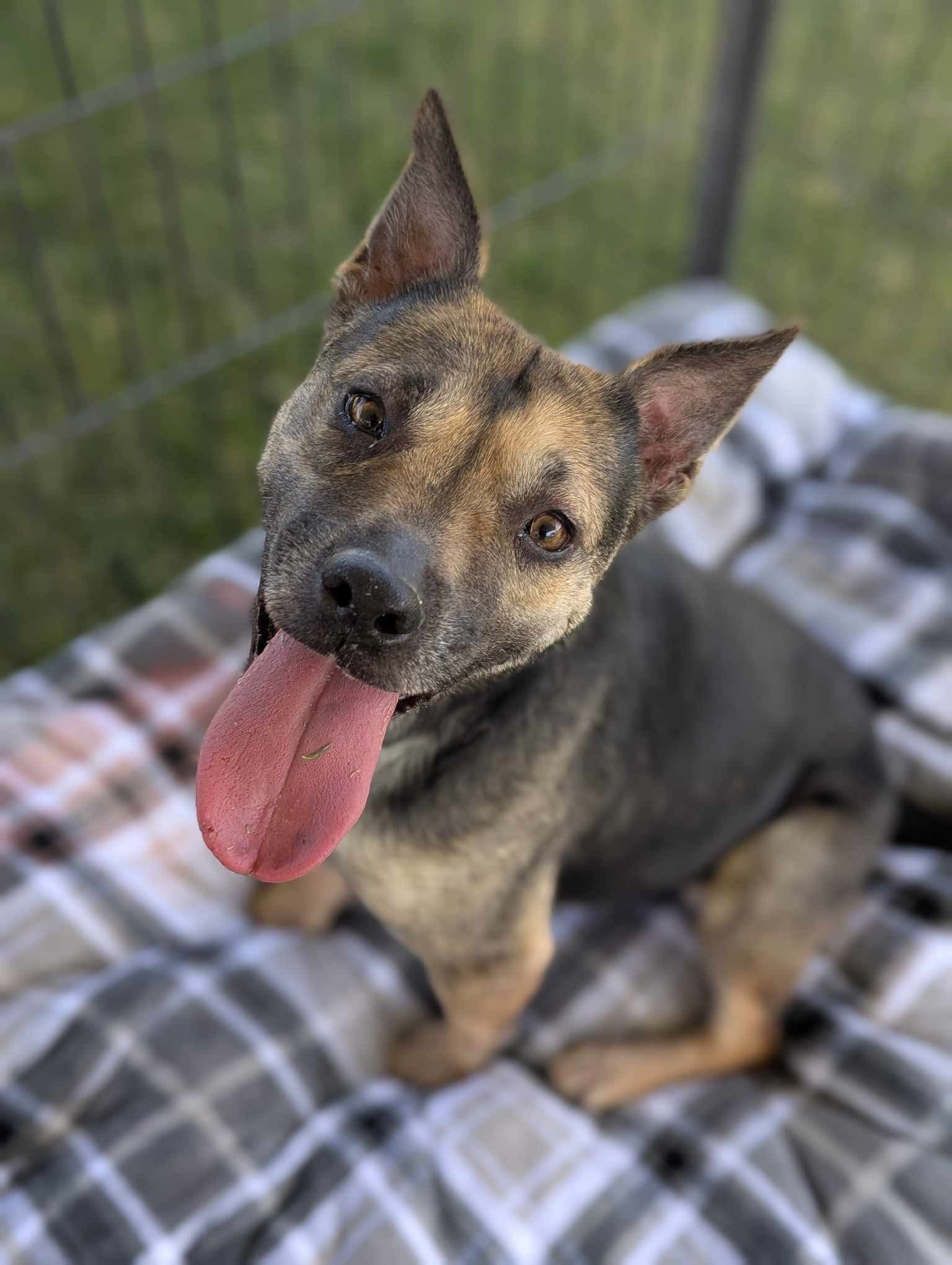 Cersi, an adoptable Pit Bull Terrier, Shepherd in El Centro, CA, 92243 | Photo Image 2