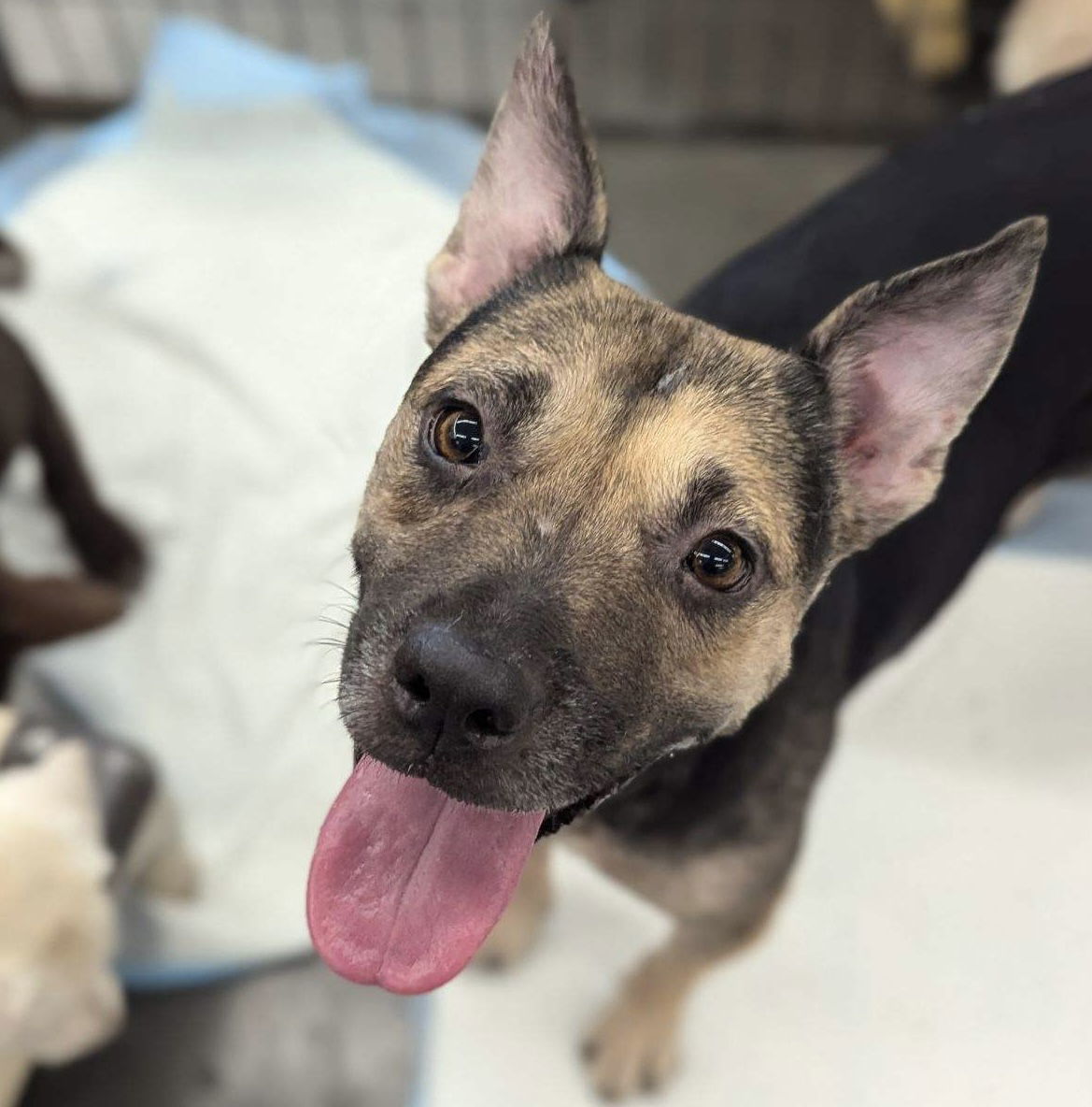 Cersi, an adoptable Pit Bull Terrier, Shepherd in El Centro, CA, 92243 | Photo Image 3