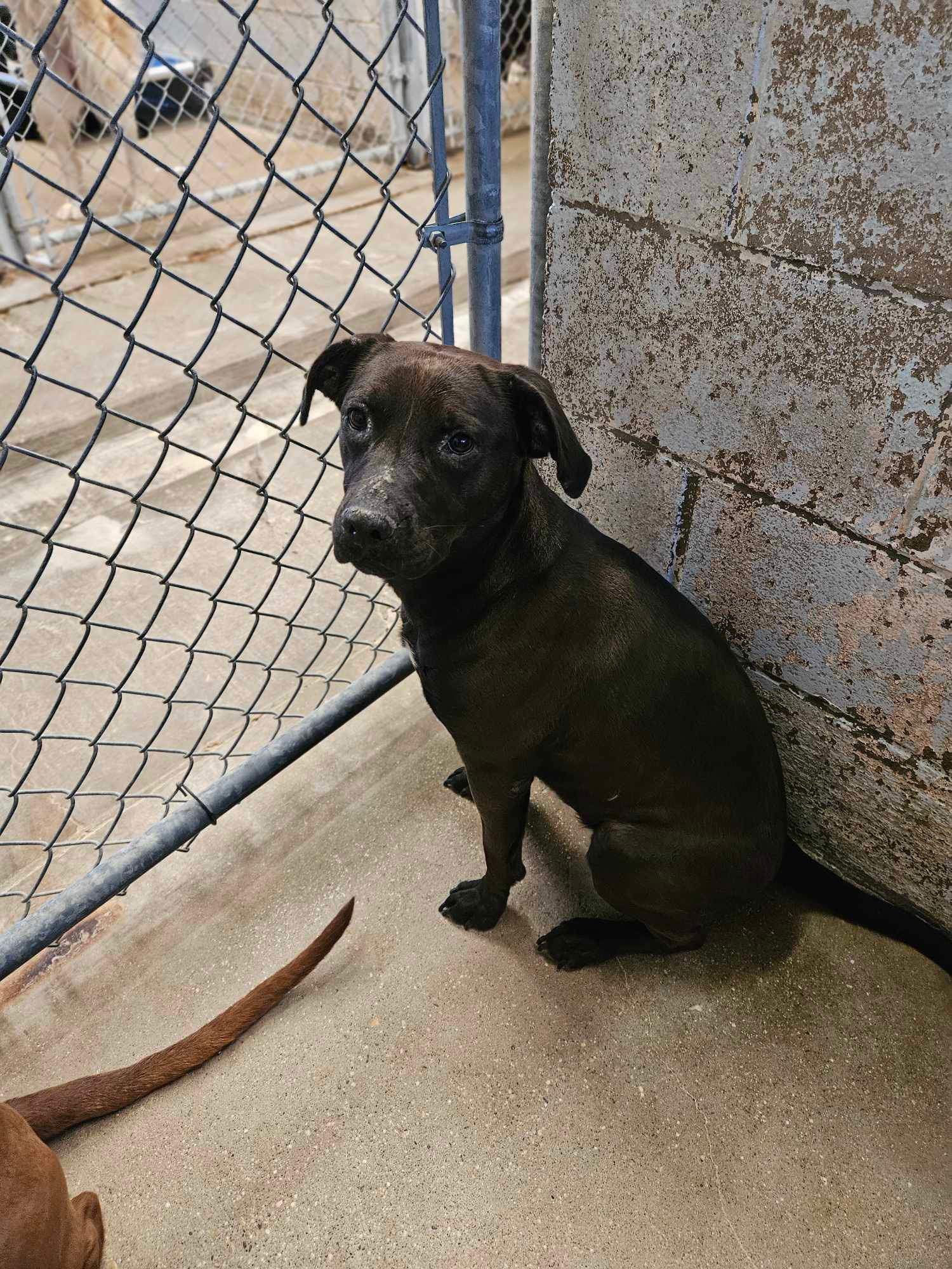 Lillith, an adoptable Labrador Retriever in El Centro, CA, 92243 | Photo Image 1