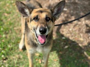 Sophie is a sweet spayed 6 year old German Shepherd mix dog who is searching for a furever home She