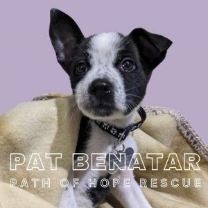Pat Benatar Rat Terrier Dog