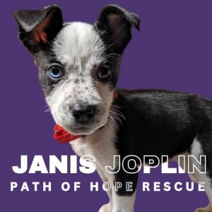 Janis Joplin Rat Terrier Dog