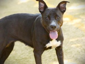ION American Staffordshire Terrier Dog