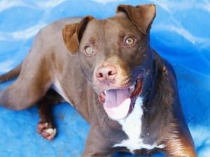 NEUTRON Labrador Retriever Dog