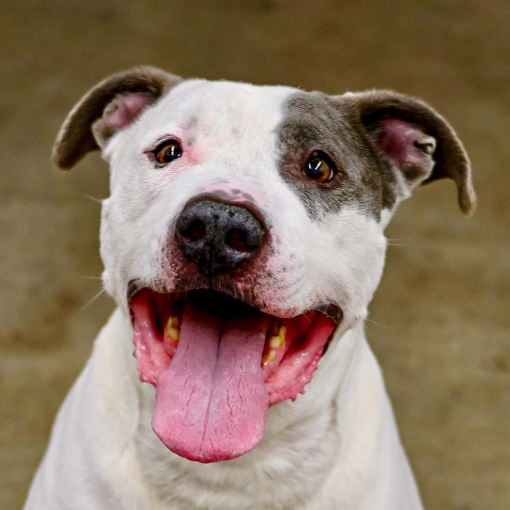 Roscoe/ Sylo, an adoptable Pit Bull Terrier in South Haven, MI, 49090 | Photo Image 1