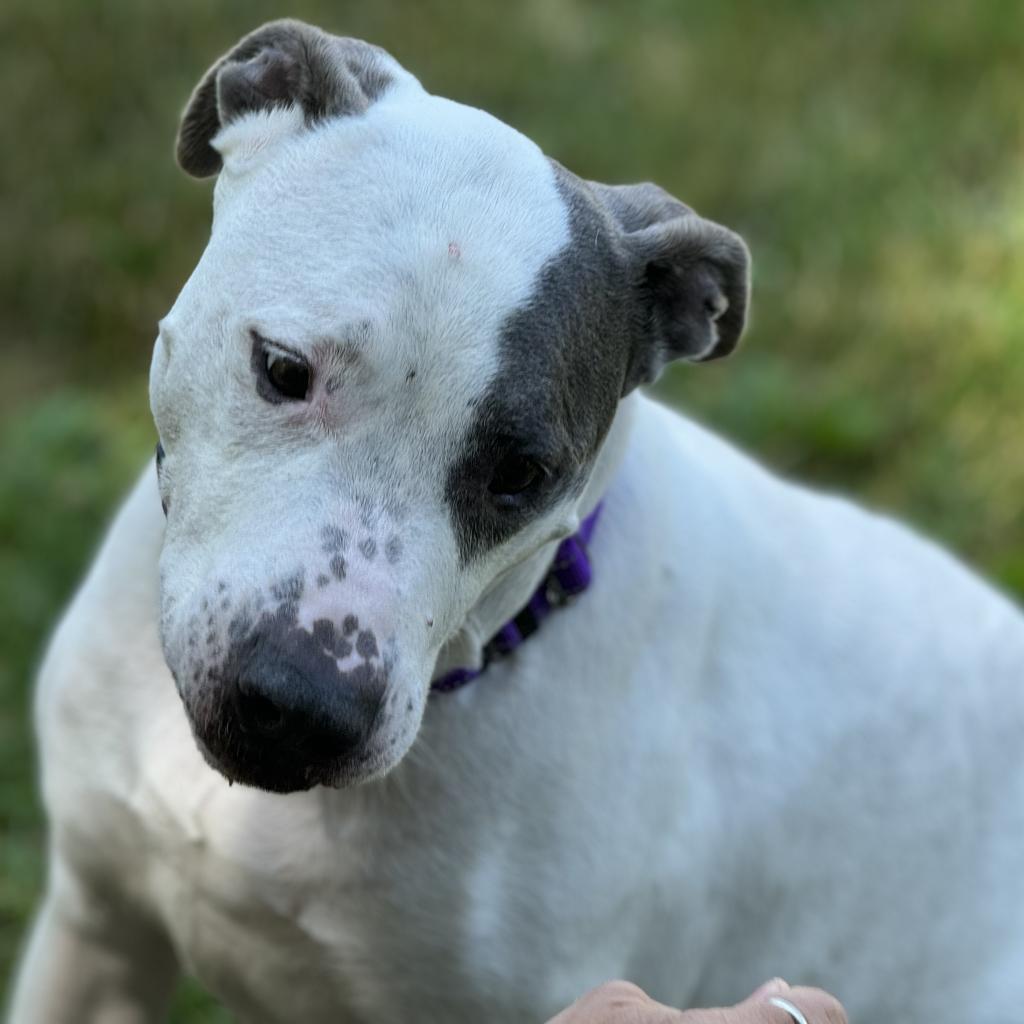Roscoe/ Sylo, an adoptable Pit Bull Terrier in South Haven, MI, 49090 | Photo Image 3