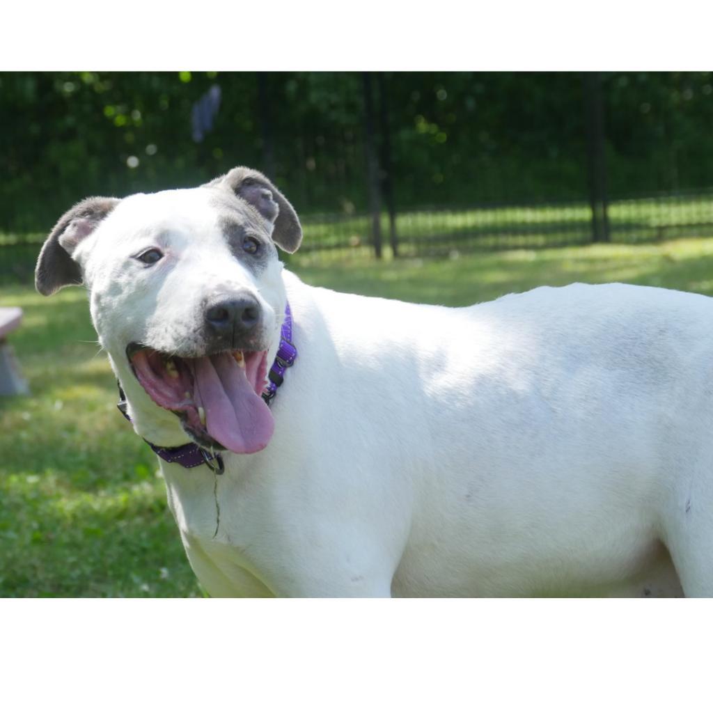 Roscoe/ Sylo, an adoptable Pit Bull Terrier in South Haven, MI, 49090 | Photo Image 4