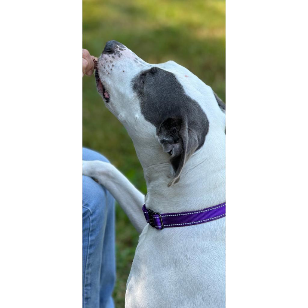 Roscoe/ Sylo, an adoptable Pit Bull Terrier in South Haven, MI, 49090 | Photo Image 5