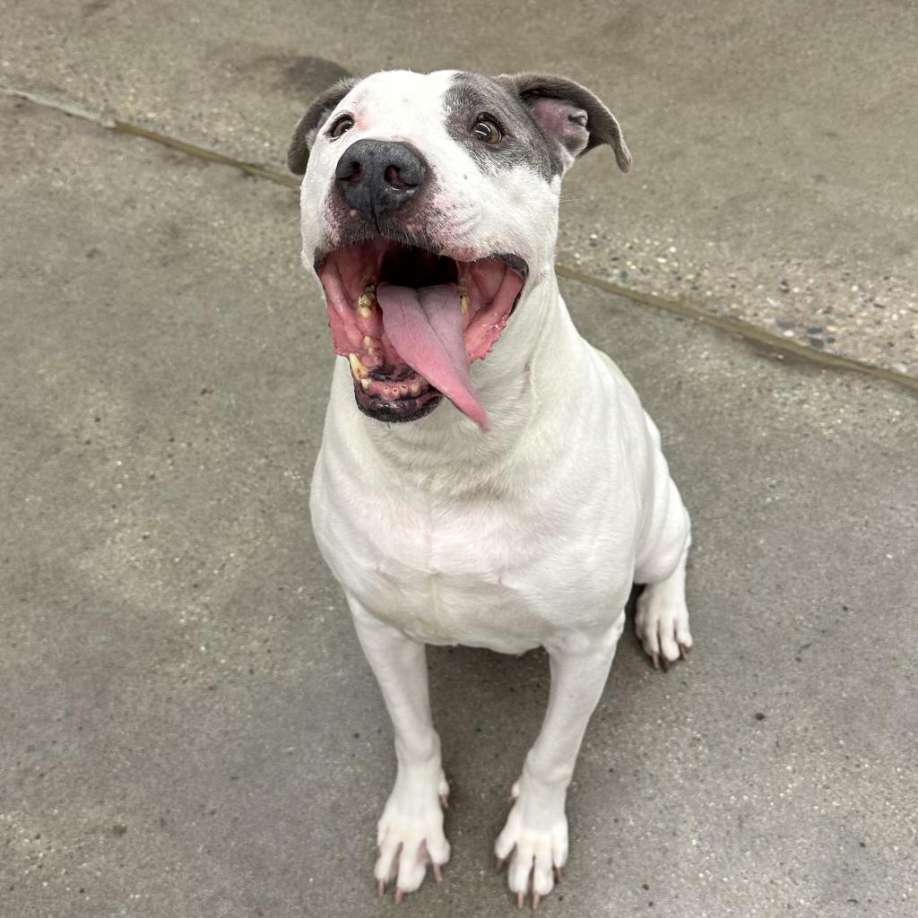 Roscoe/ Sylo, an adoptable Pit Bull Terrier in South Haven, MI, 49090 | Photo Image 6