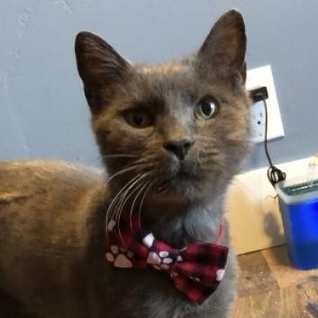 Gordon Humbracht, an adoptable Domestic Medium Hair in Eagle Mountain, UT, 84005 | Photo Image 1