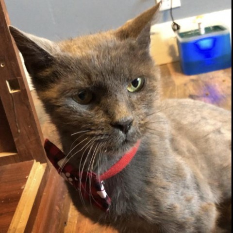 Gordon Humbracht, an adoptable Domestic Medium Hair in Eagle Mountain, UT, 84005 | Photo Image 3