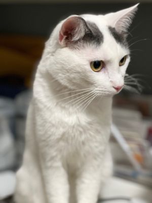 Michi Domestic Short Hair Cat
