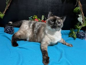 Chai Siamese Cat