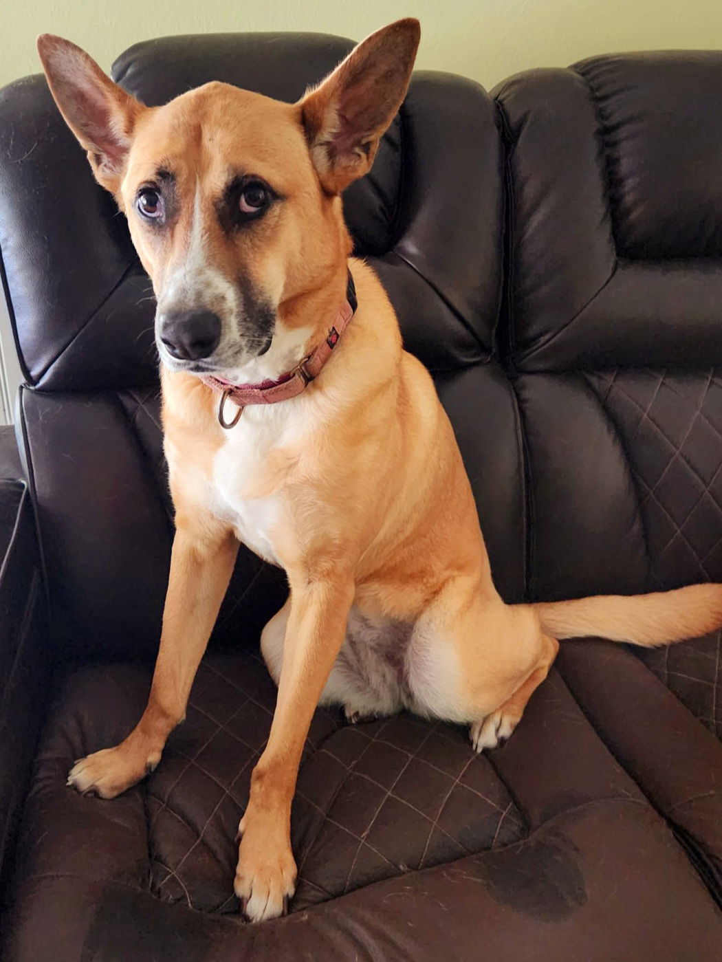 Giselle, an adoptable German Shepherd Dog in Milton, FL, 32583 | Photo Image 3