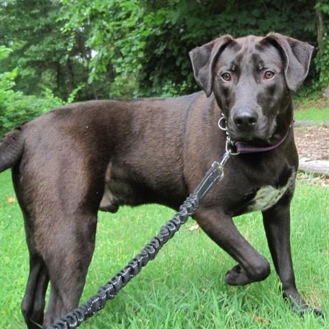 Dog for adoption - Micha, a Labrador Retriever in Branson, MO | Petfinder