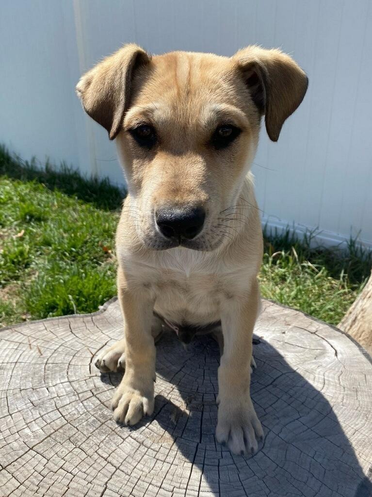 Spud, an adoptable Labrador Retriever in Ogden, UT, 84409 | Photo Image 2