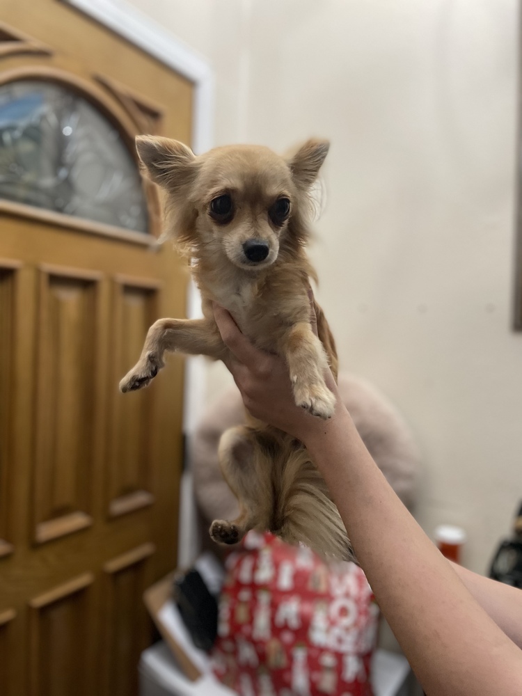 Norman, an adoptable Papillon, Chihuahua in San Diego, CA, 92130 | Photo Image 6