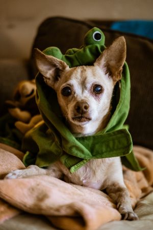 Sweet Pea also affectionately known as Spicy is a 12-year-old 12-pound female chihuahua mix from 