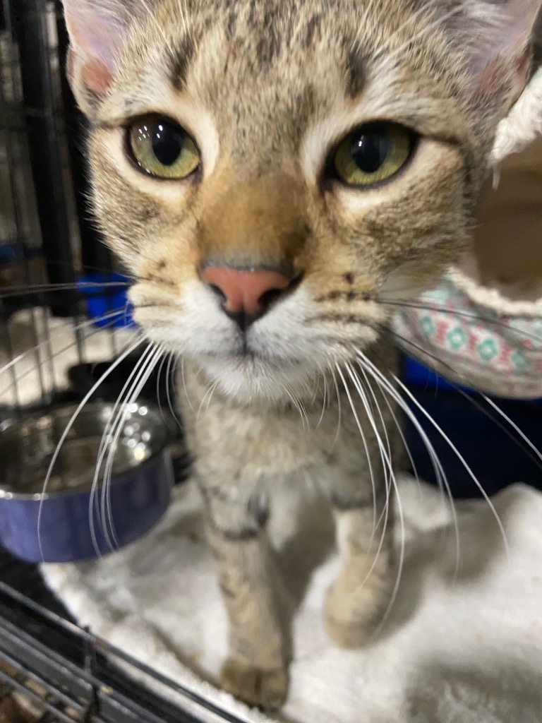 Ian, an adoptable Domestic Short Hair in Corpus Christi, TX, 78415 | Photo Image 1