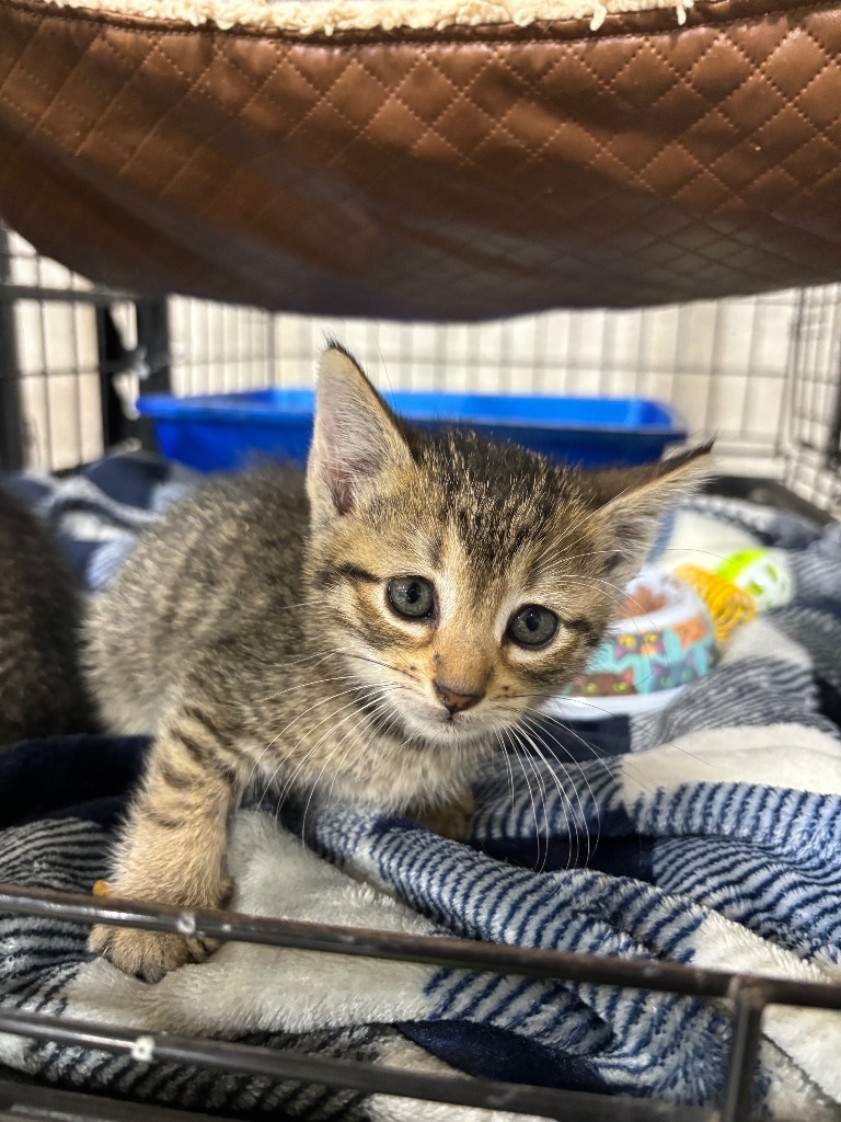 Ian, an adoptable Domestic Short Hair in Corpus Christi, TX, 78415 | Photo Image 2