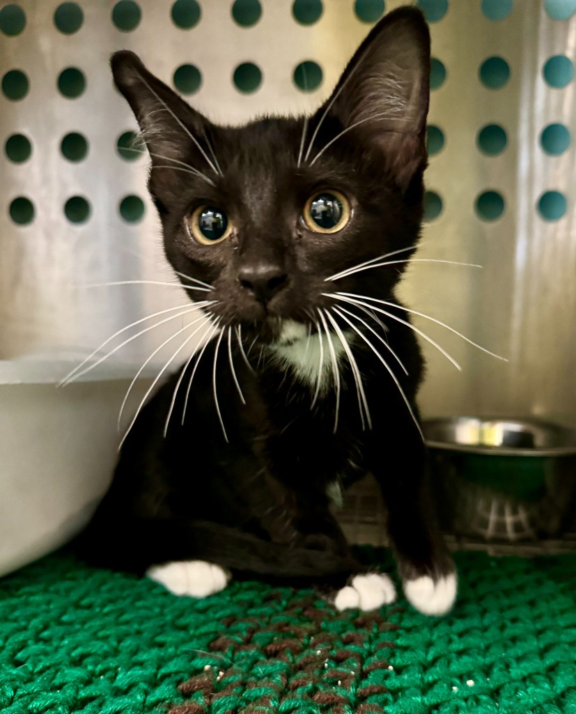 Ella, an adoptable Domestic Short Hair in Sylvester, GA, 31791 | Photo Image 1