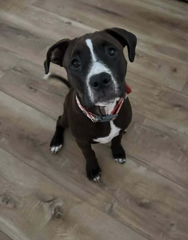 Lily, an adoptable Pit Bull Terrier in New Bern, NC, 28563 | Photo Image 1