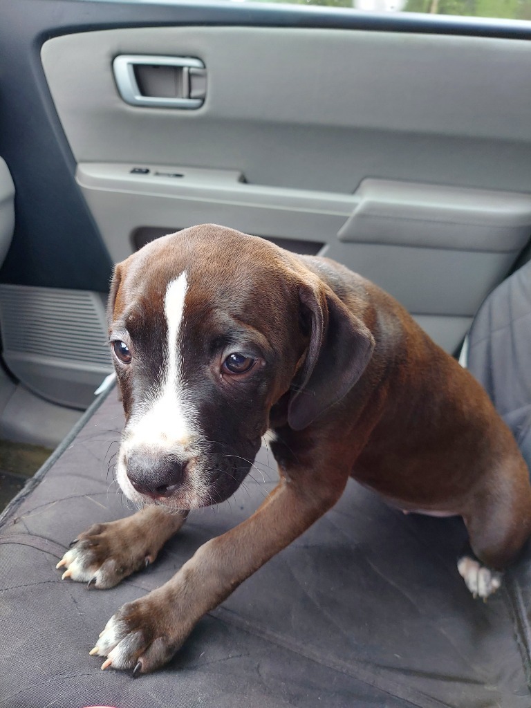 Lily, an adoptable Pit Bull Terrier in New Bern, NC, 28563 | Photo Image 2