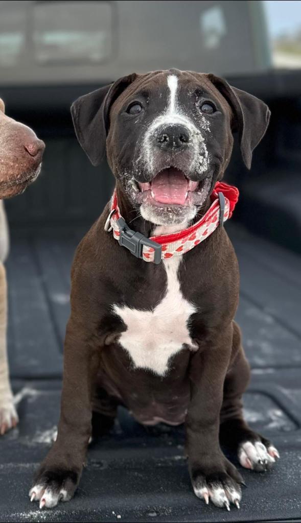 Lily, an adoptable Pit Bull Terrier in New Bern, NC, 28563 | Photo Image 3