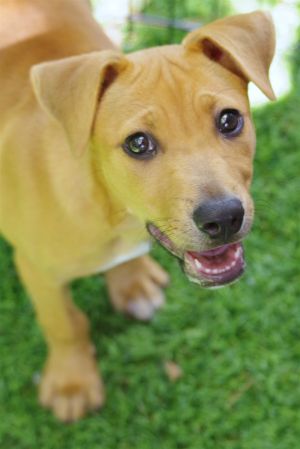 Baby Alice Terrier Dog