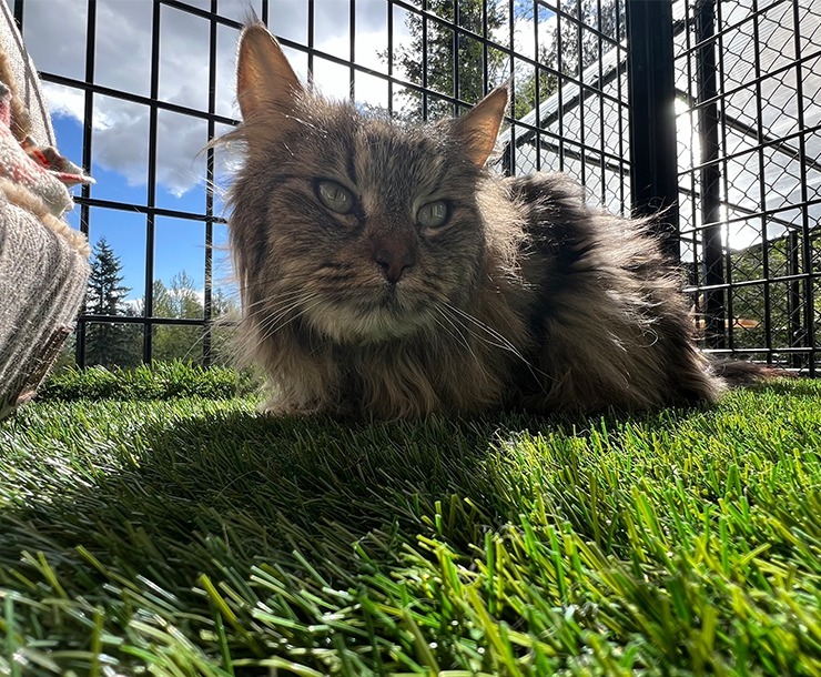 Houdini, an adoptable Domestic Long Hair in Sultan, WA, 98294 | Photo Image 3