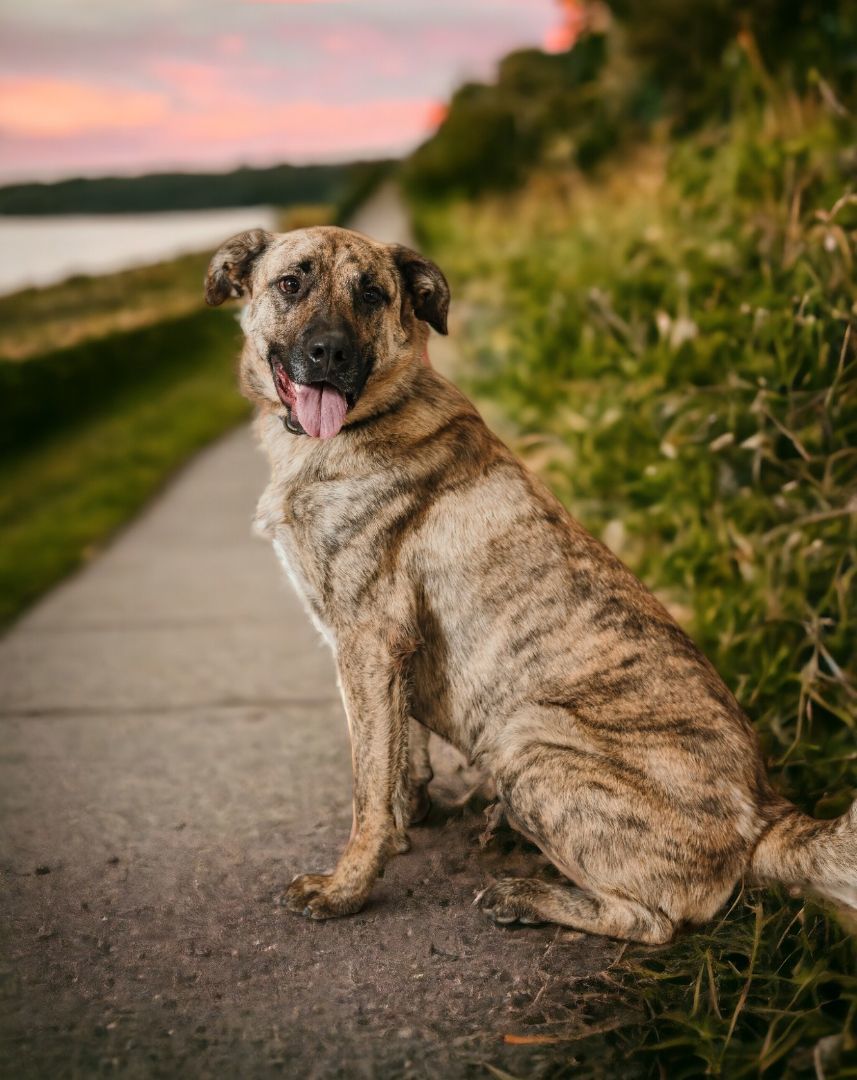 Wally, an adoptable Pit Bull Terrier, German Shepherd Dog in Thief River Falls, MN, 56701 | Photo Image 1