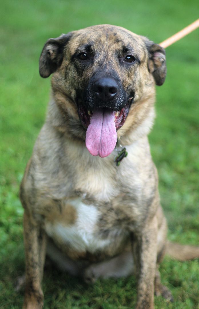 Wally, an adoptable Pit Bull Terrier, German Shepherd Dog in Thief River Falls, MN, 56701 | Photo Image 2