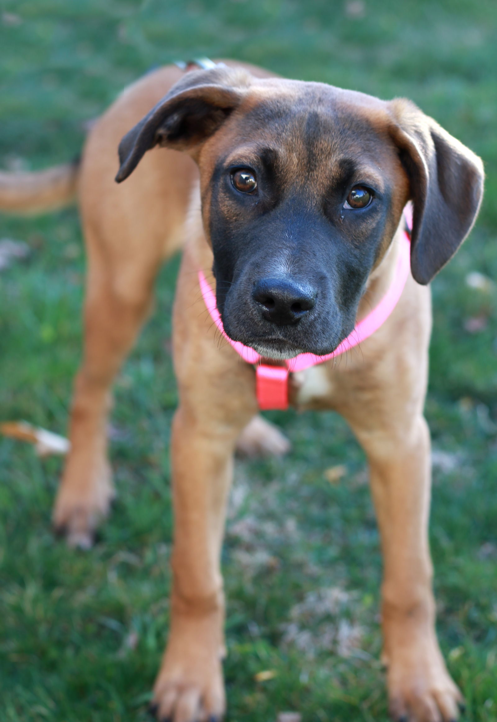 Tabbee, an adoptable Shepherd, Terrier in Mankato, MN, 56001 | Photo Image 1