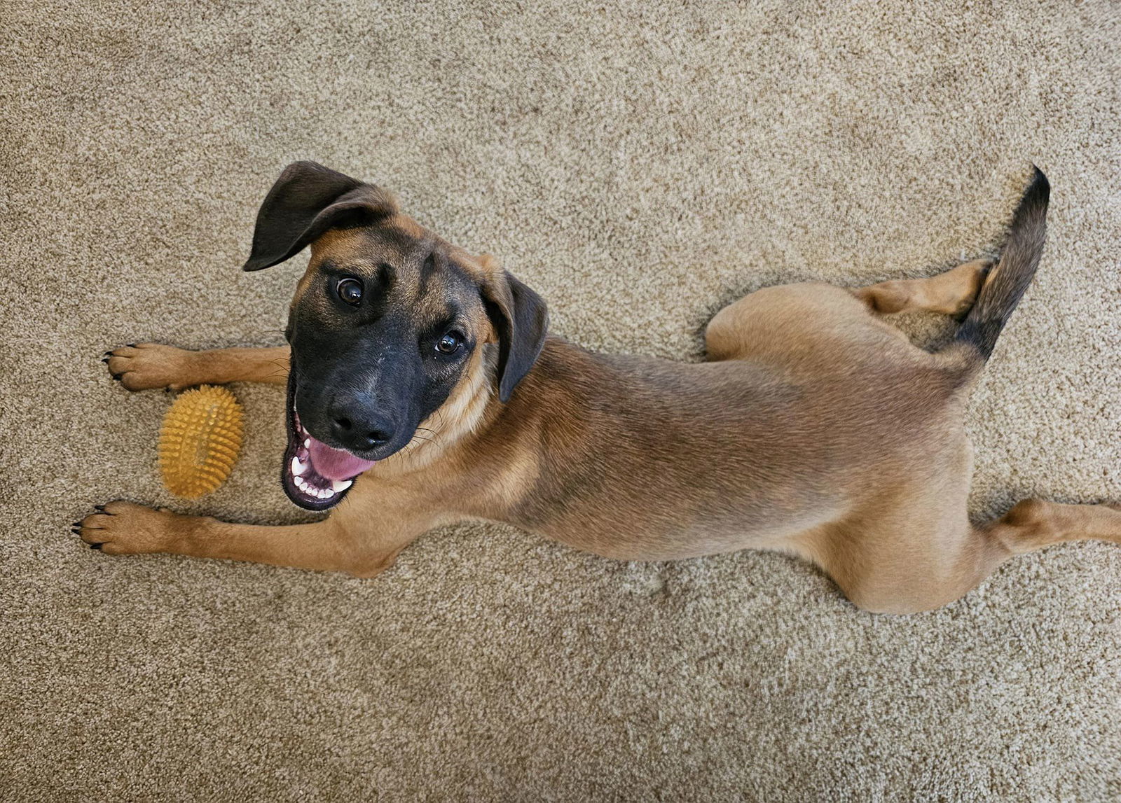 Tabbee, an adoptable Shepherd, Terrier in Mankato, MN, 56001 | Photo Image 1