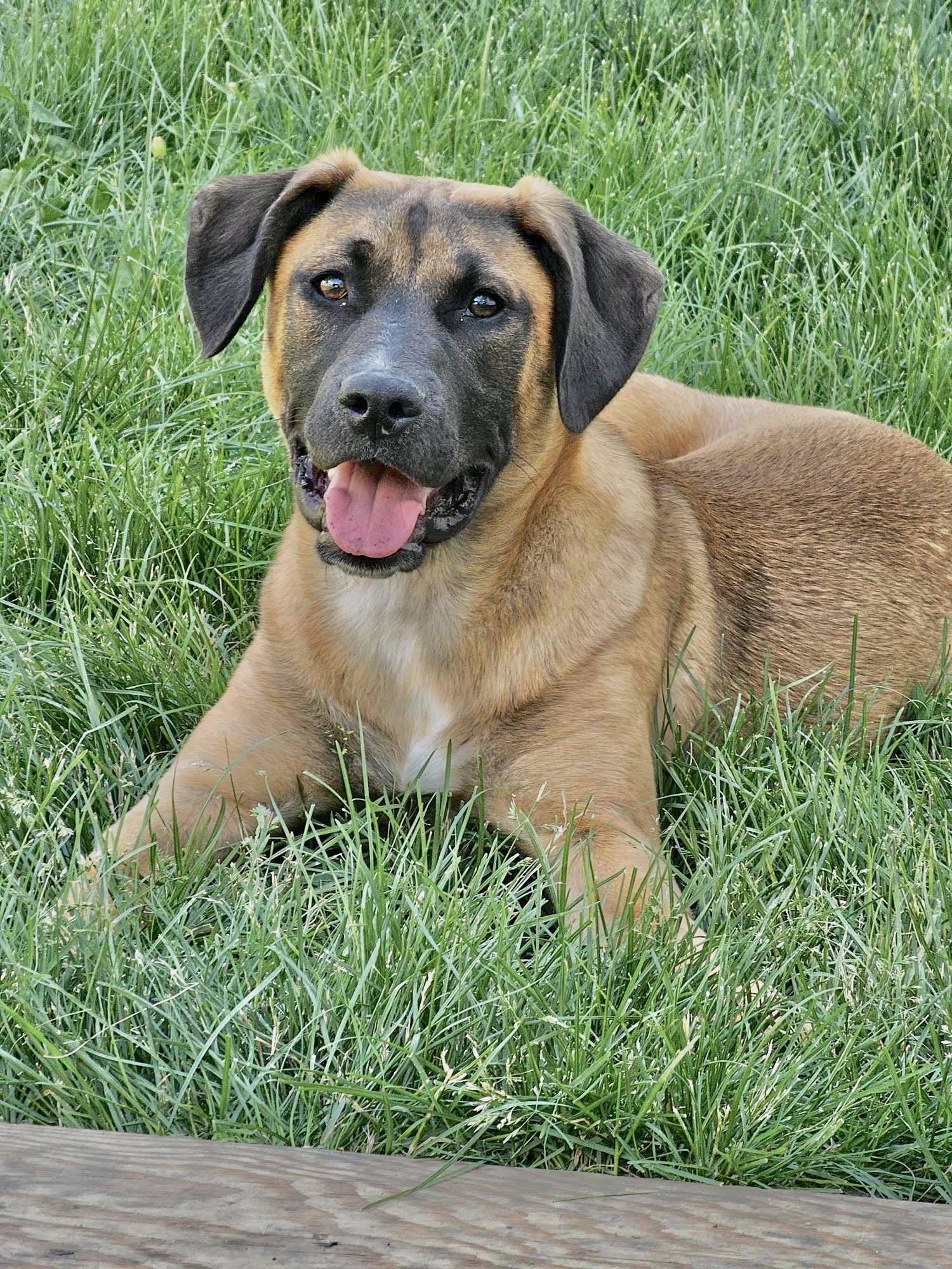 Tabbee, an adoptable Shepherd, Terrier in Mankato, MN, 56001 | Photo Image 2