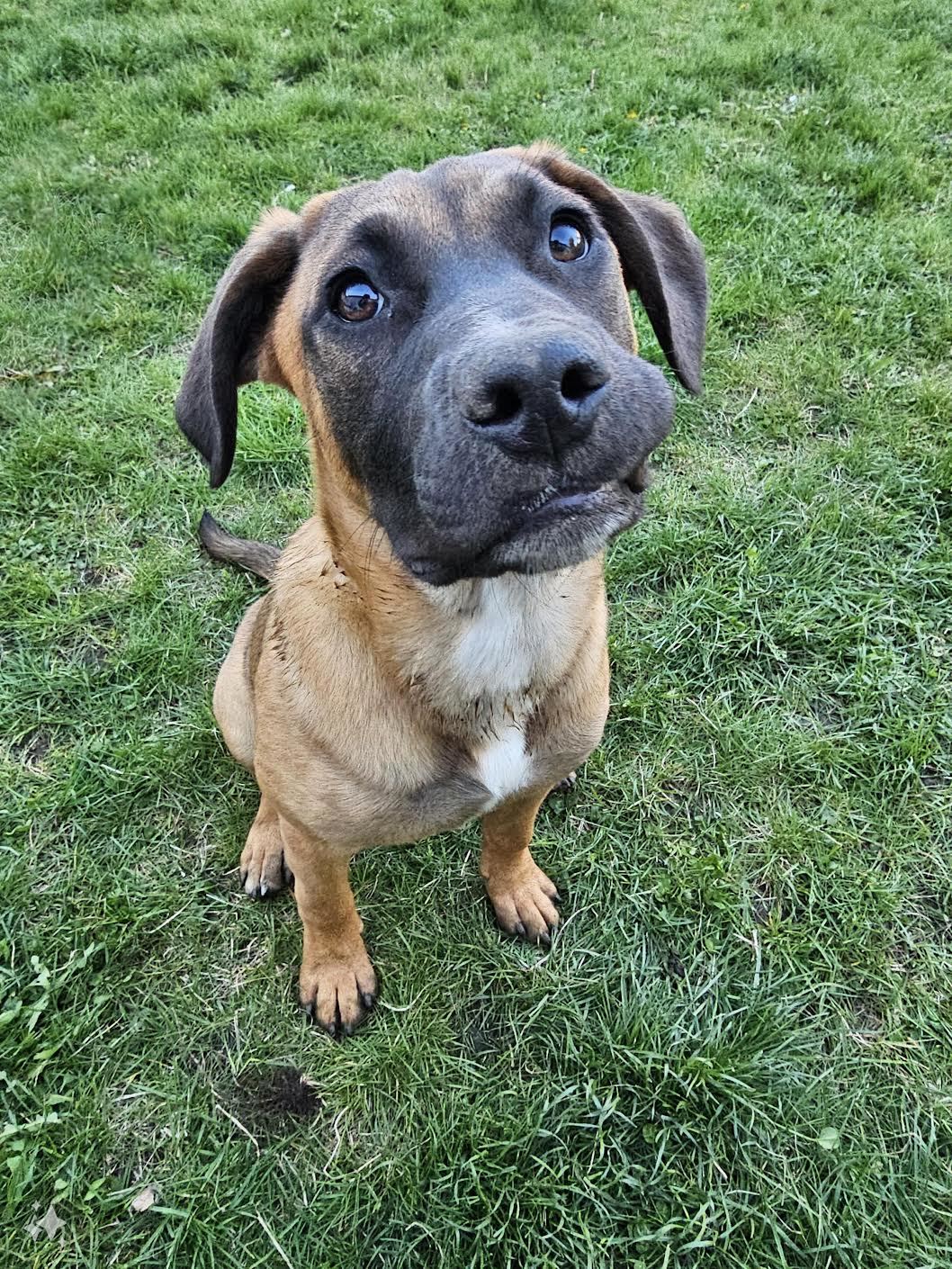 Tabbee, an adoptable Shepherd, Terrier in Mankato, MN, 56001 | Photo Image 2