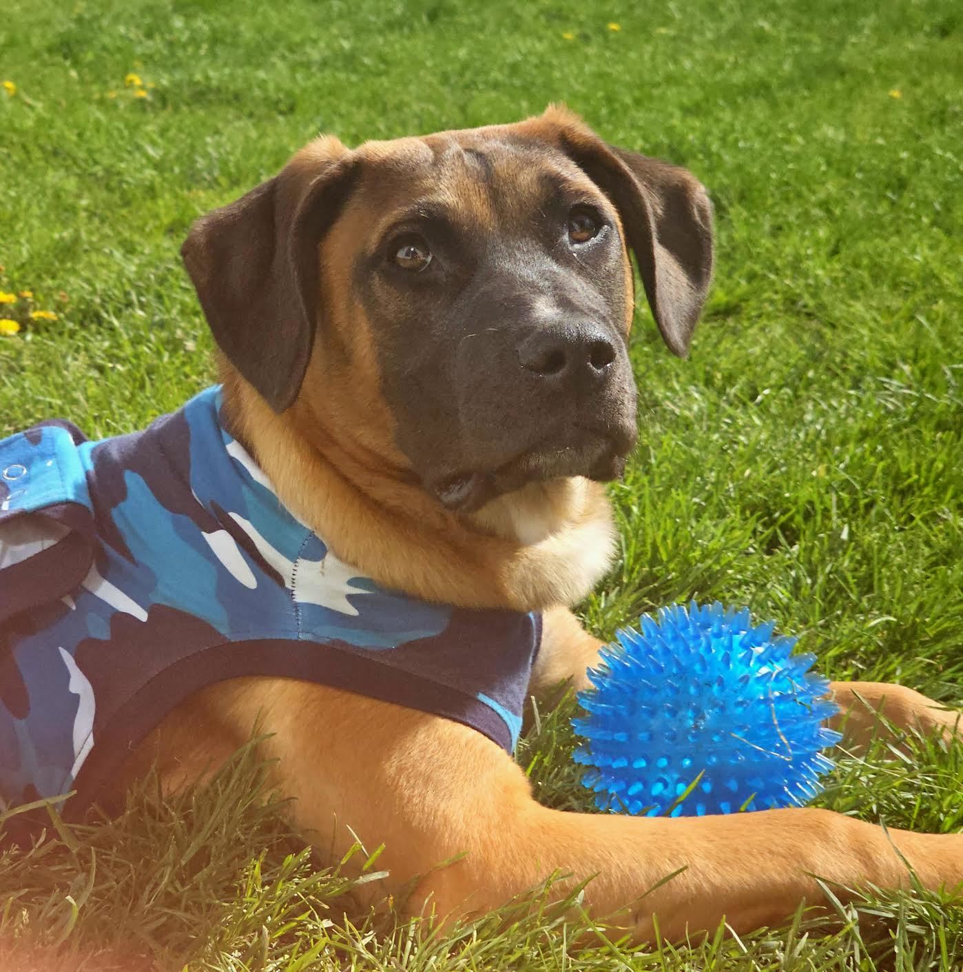 Tabbee, an adoptable Shepherd, Terrier in Mankato, MN, 56001 | Photo Image 3